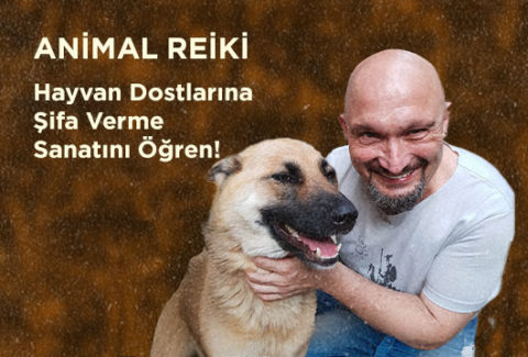 animal reiki 03