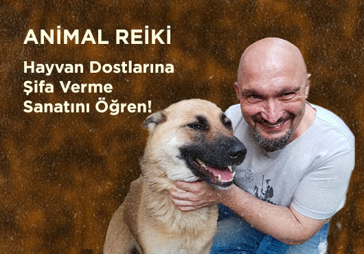 animal reiki 03